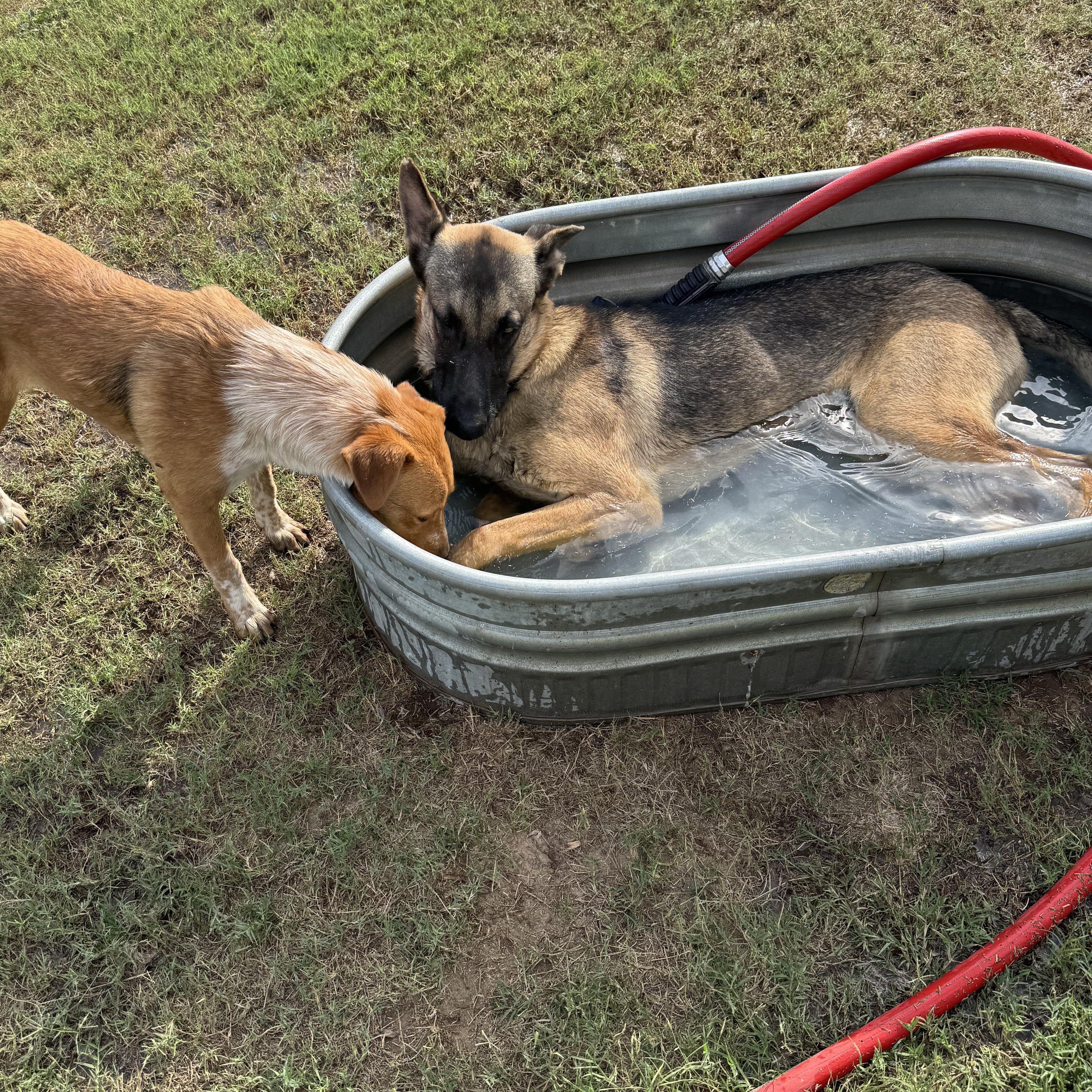 Enlarge Gunnar, a Adoptable German Shepherd Dog in Willowbrook, IL image 3/5