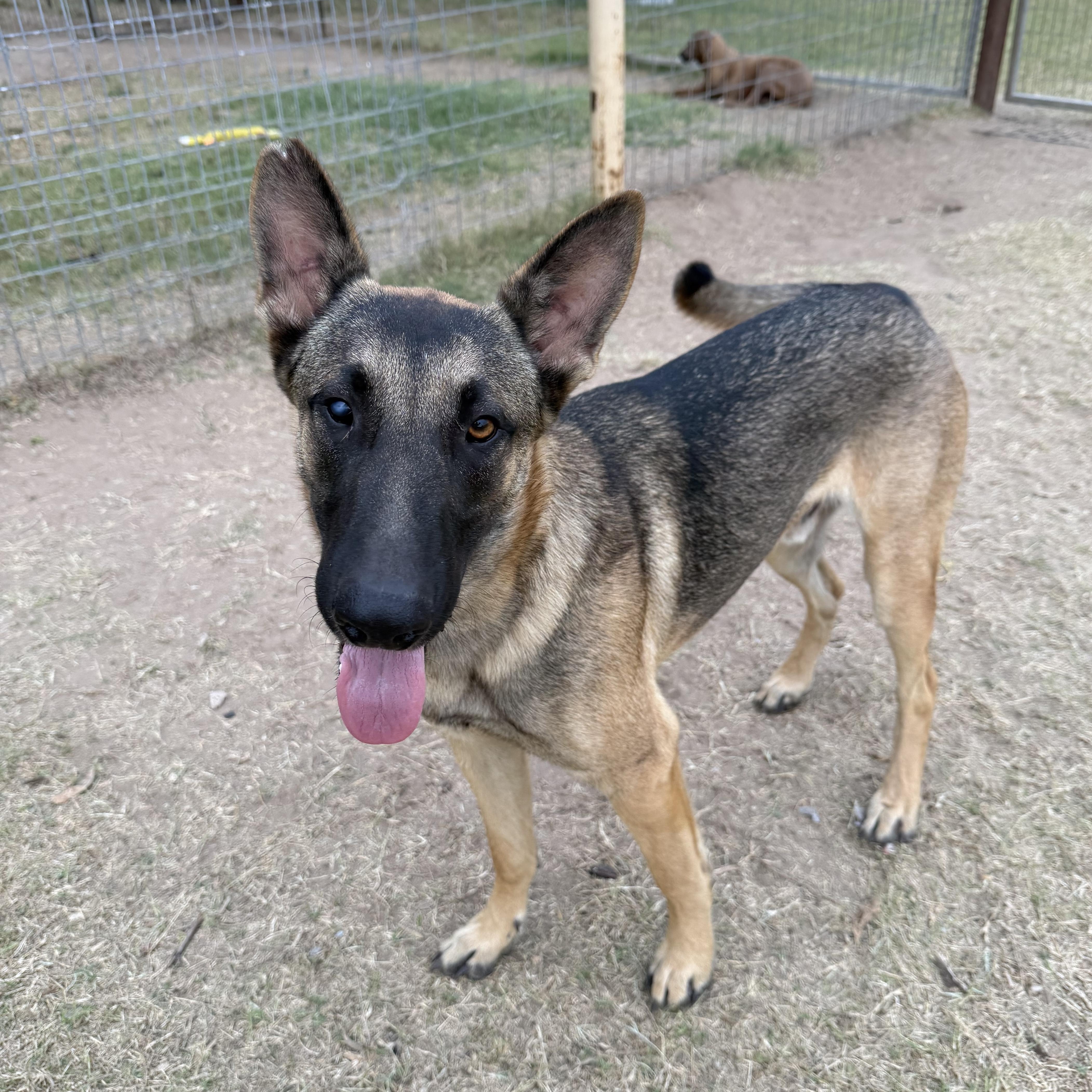 Enlarge Gunnar, a Adoptable German Shepherd Dog in Willowbrook, IL image 4/5