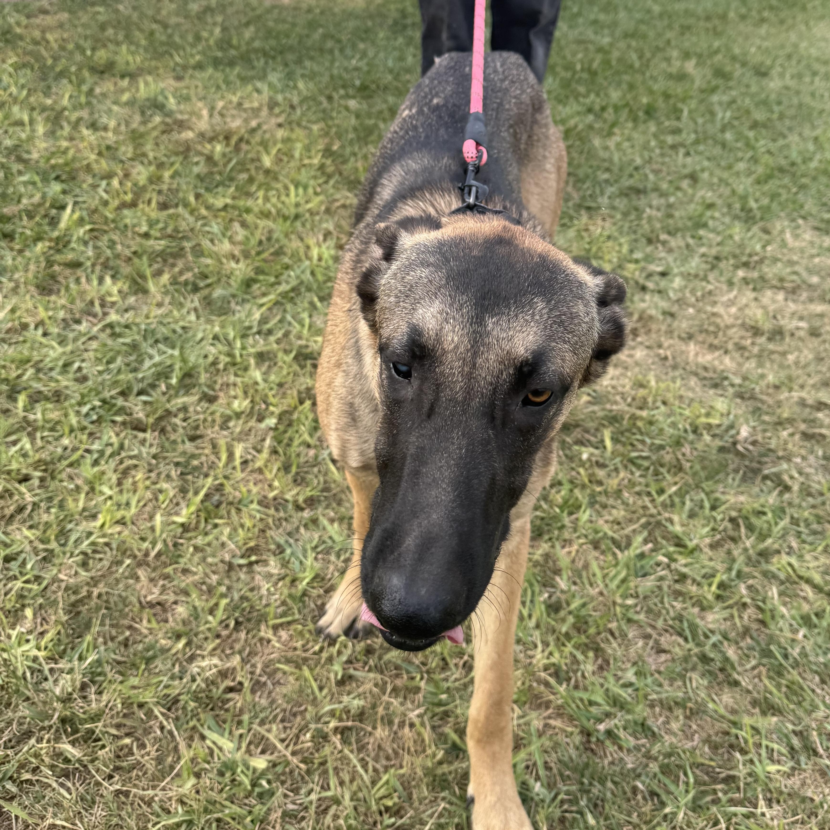 Enlarge Gunnar, a Adoptable German Shepherd Dog in Willowbrook, IL image 5/5