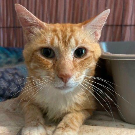 Enlarge Bugs Bunny *Meet me at Eagan Petsmart*, a Adoptable Domestic Short Hair in Eagan, MN image 1/2