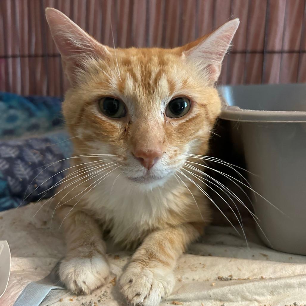 Enlarge Bugs Bunny *Meet me at Eagan Petsmart*, a Adoptable Domestic Short Hair in Eagan, MN image 2/2