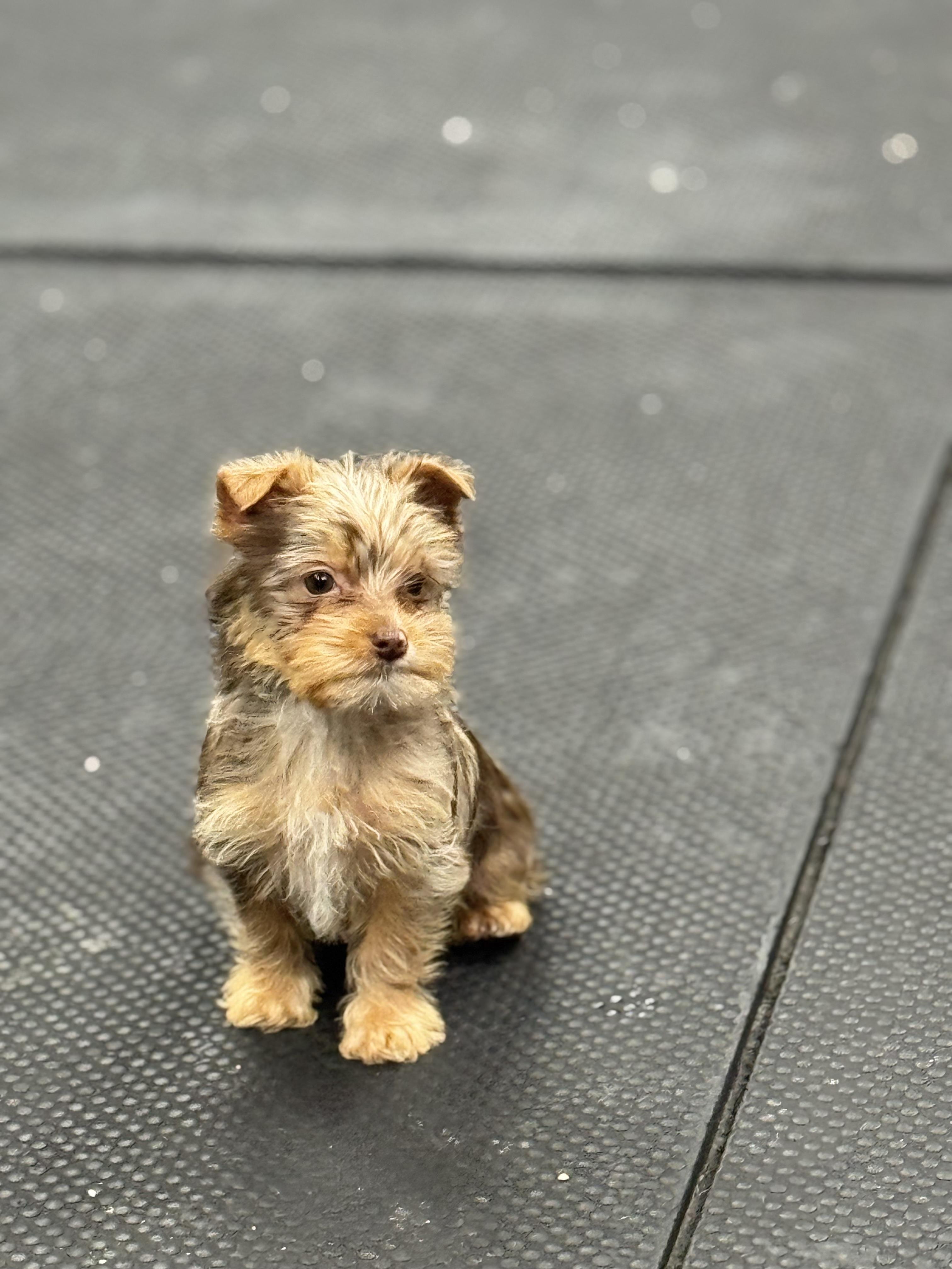 Enlarge Theodore, a ADOPTABLE Yorkshire Terrier in Vernon Hills, IL image 1/1