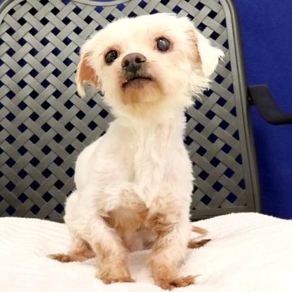 Ducky, a Adoptable mixed breed in Fort Davis, TX image 2/2