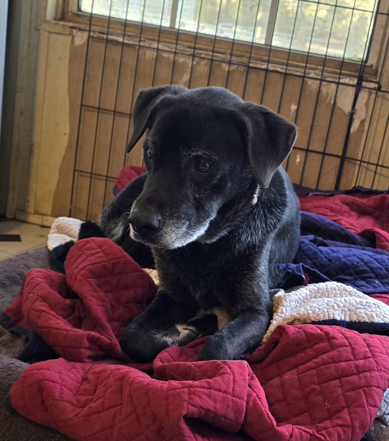 Enlarge Helen (Available in Florida) , a Adoptable Mixed Breed in BONIFAY, FL image 2/4