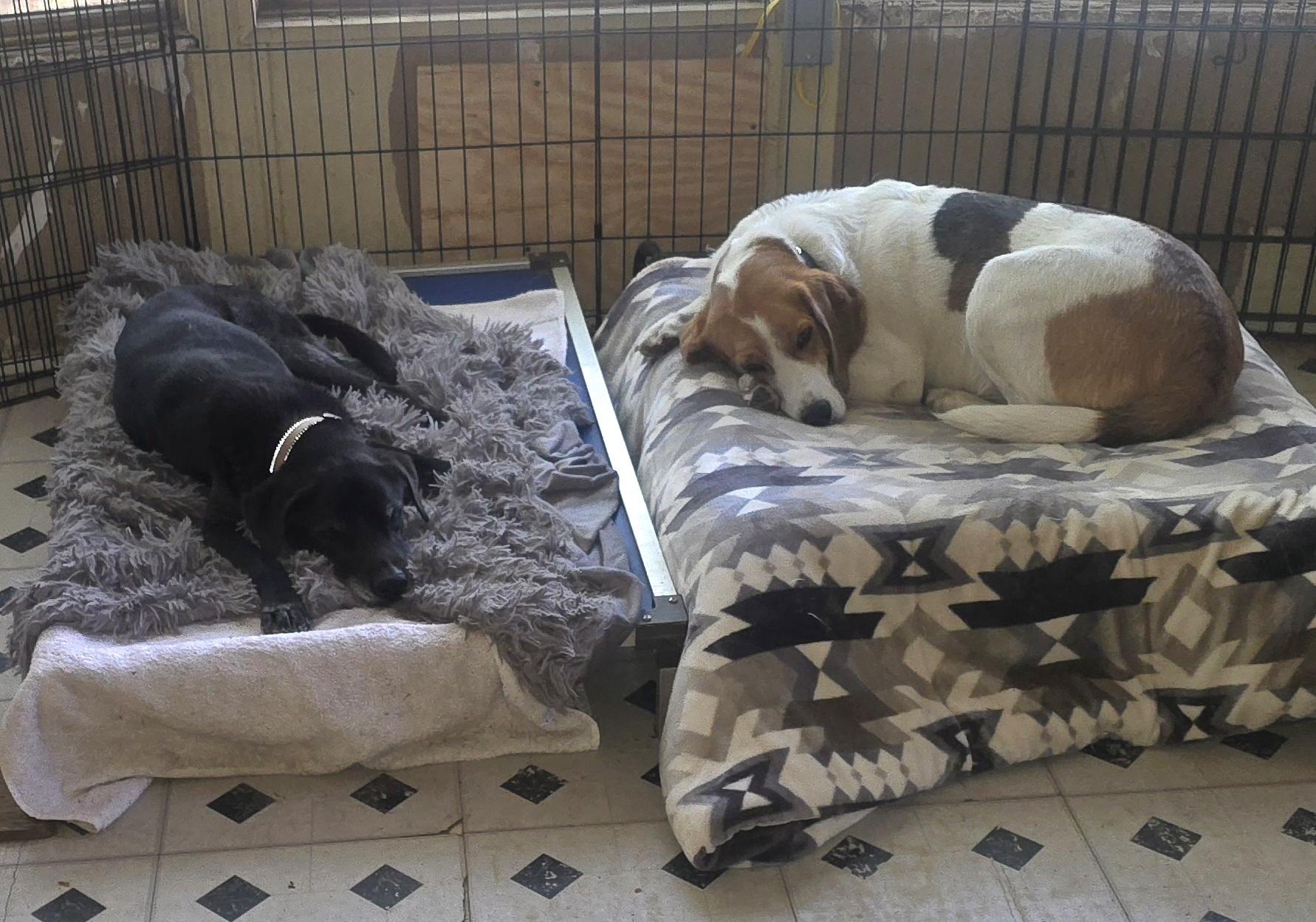 Enlarge Helen (Available in Florida) , a Adoptable Mixed Breed in BONIFAY, FL image 5/5