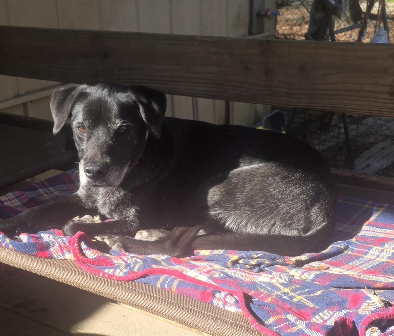 Enlarge Helen (Available in Florida) , a Adoptable Mixed Breed in BONIFAY, FL image 4/4