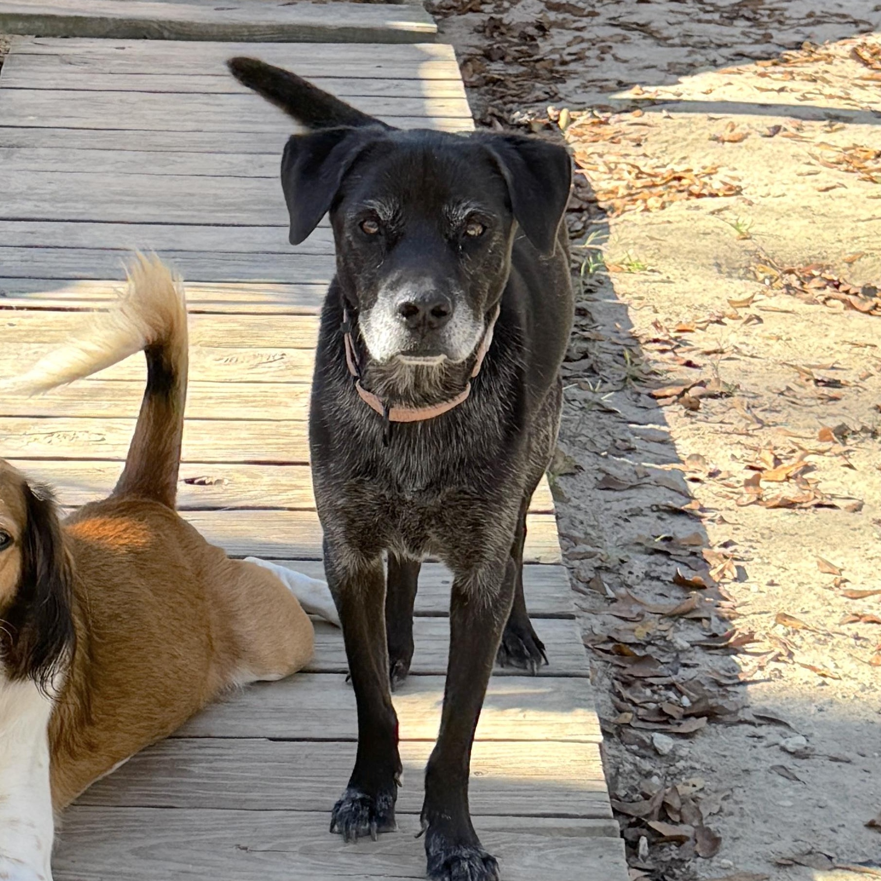 Helen (Available in Florida) , Adoptable, Adult Female Mixed Breed.