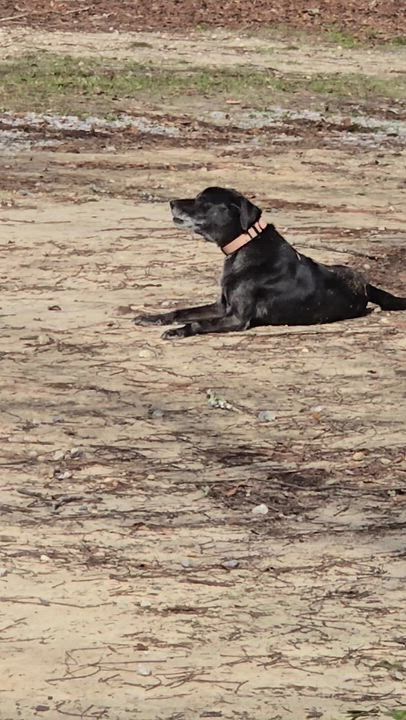 Enlarge Helen (Available in Florida) , a Adoptable Mixed Breed in BONIFAY, FL video 3/4