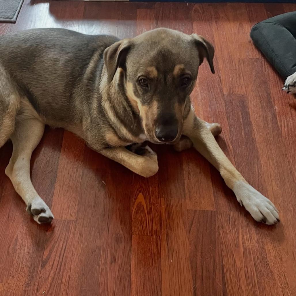 Sadie, Adoptable, Young Female Rhodesian Ridgeback & German Shepherd Dog.