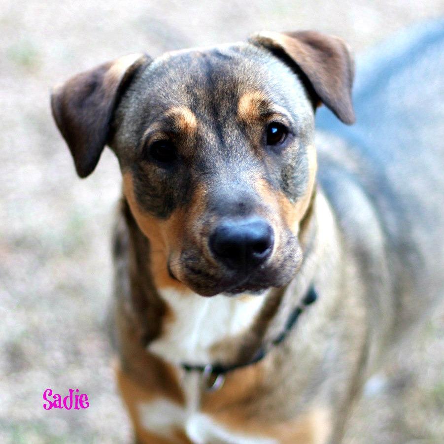 Sadie, a Adoptable mixed breed in Boerne, TX image 4/6
