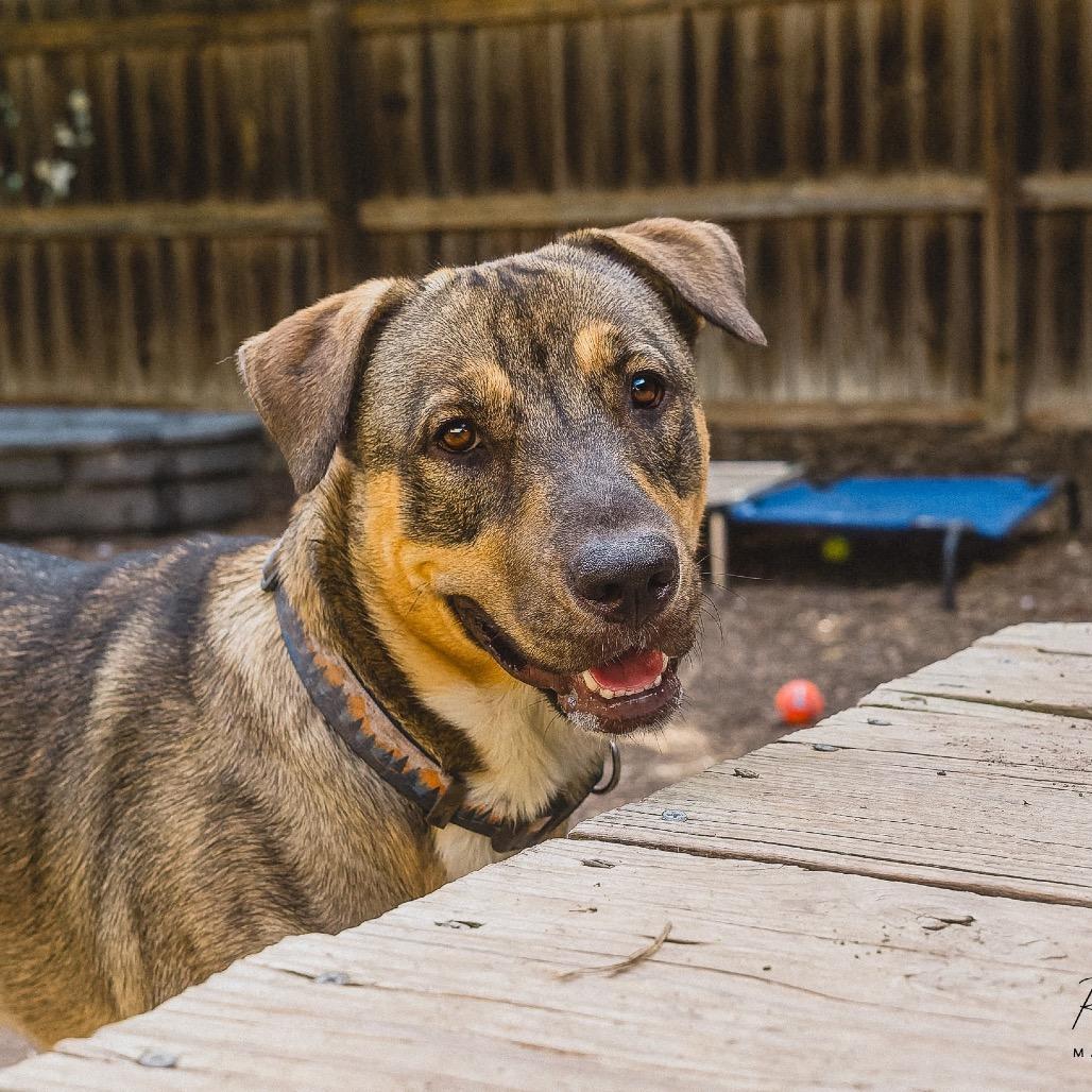 Enlarge Sadie, a Adoptable mixed breed in Boerne, TX image 3/6