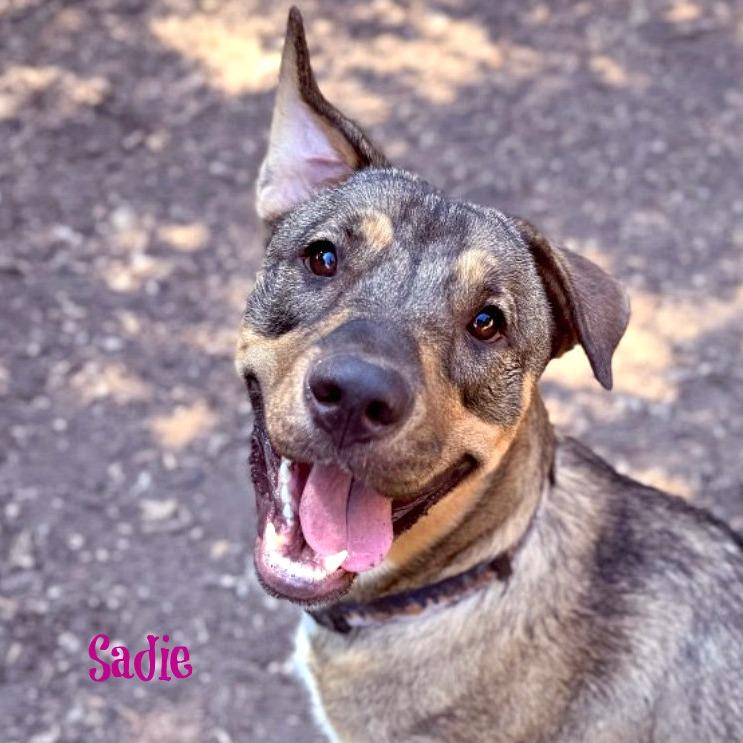 Sadie, a Adoptable mixed breed in Boerne, TX image 5/6