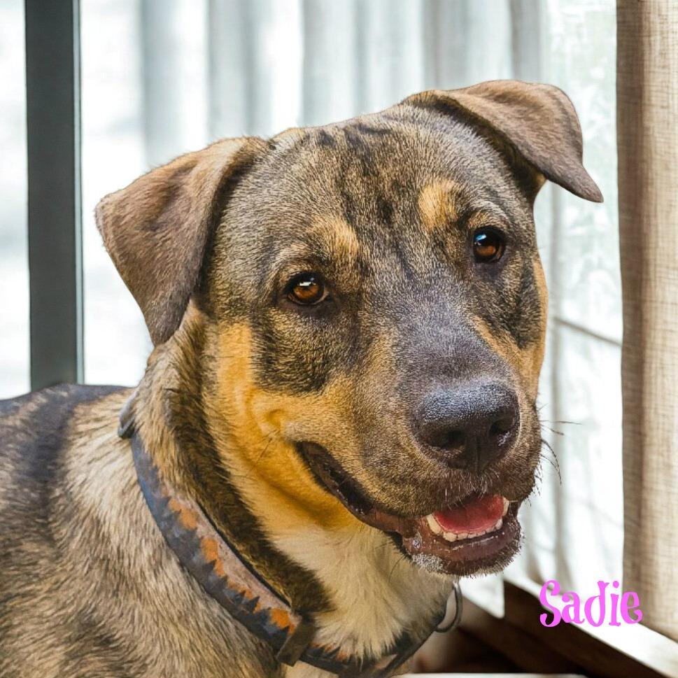 Sadie, a Adoptable mixed breed in Boerne, TX image 6/6