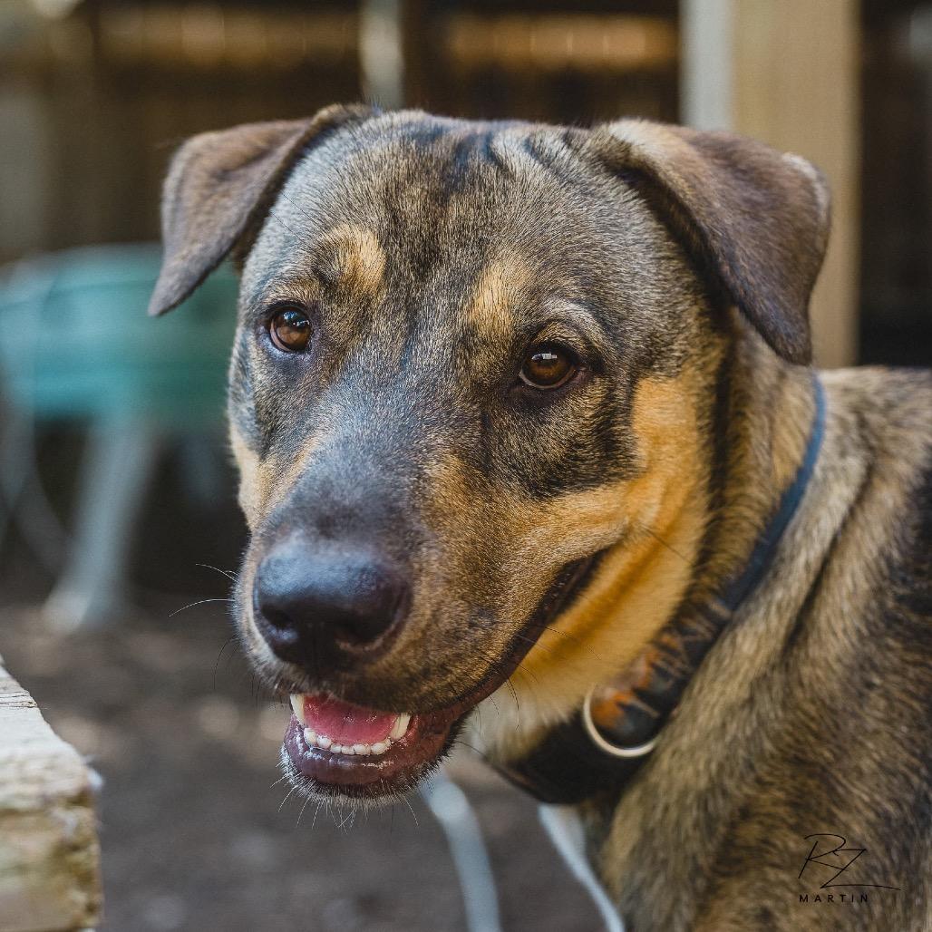 Enlarge Sadie, a Adoptable mixed breed in Boerne, TX image 4/6