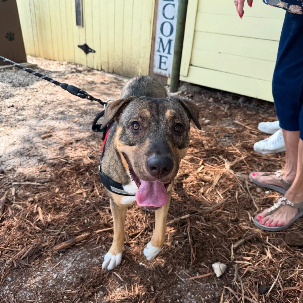 Enlarge Sadie, a Adoptable mixed breed in Boerne, TX image 5/6