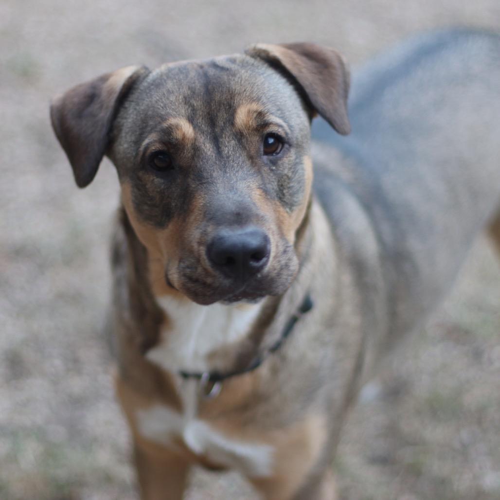Enlarge Sadie, a Adoptable mixed breed in Boerne, TX image 6/6