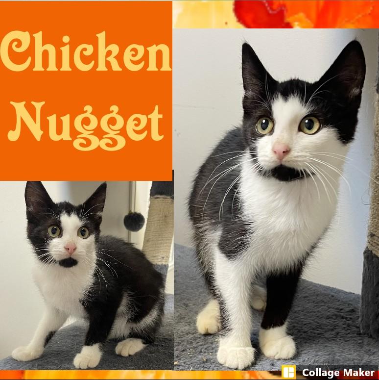 Chicken Nugget, Adoptable, Kitten Male Domestic Short Hair.