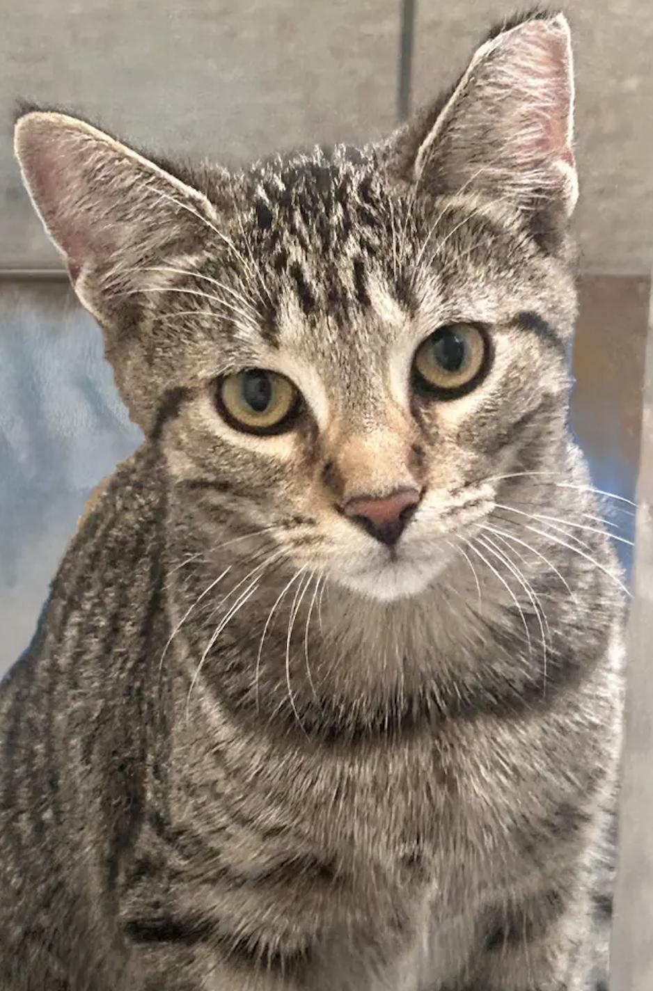 Enlarge Emma, a Adoptable Domestic Short Hair in Troy, MI image 1/5