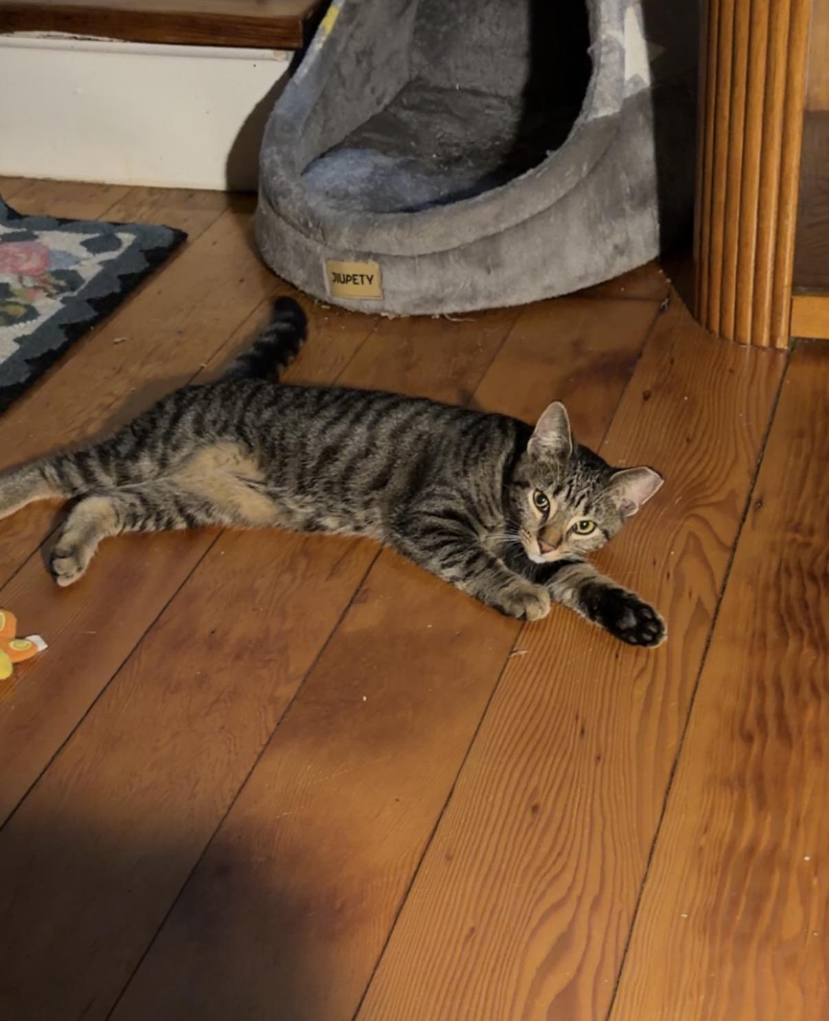 Enlarge Emma, a Adoptable Domestic Short Hair in Troy, MI image 2/5