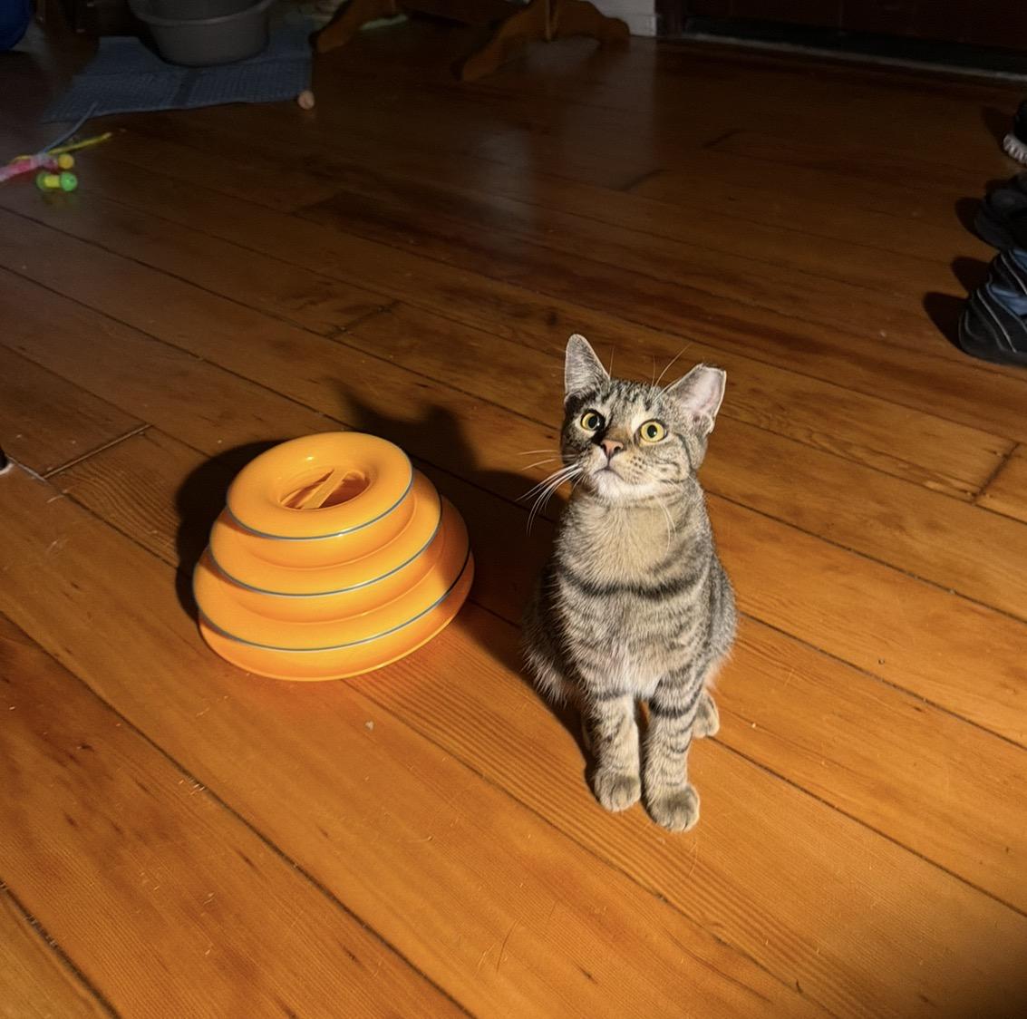 Enlarge Emma, a Adoptable Domestic Short Hair in Troy, MI image 3/5