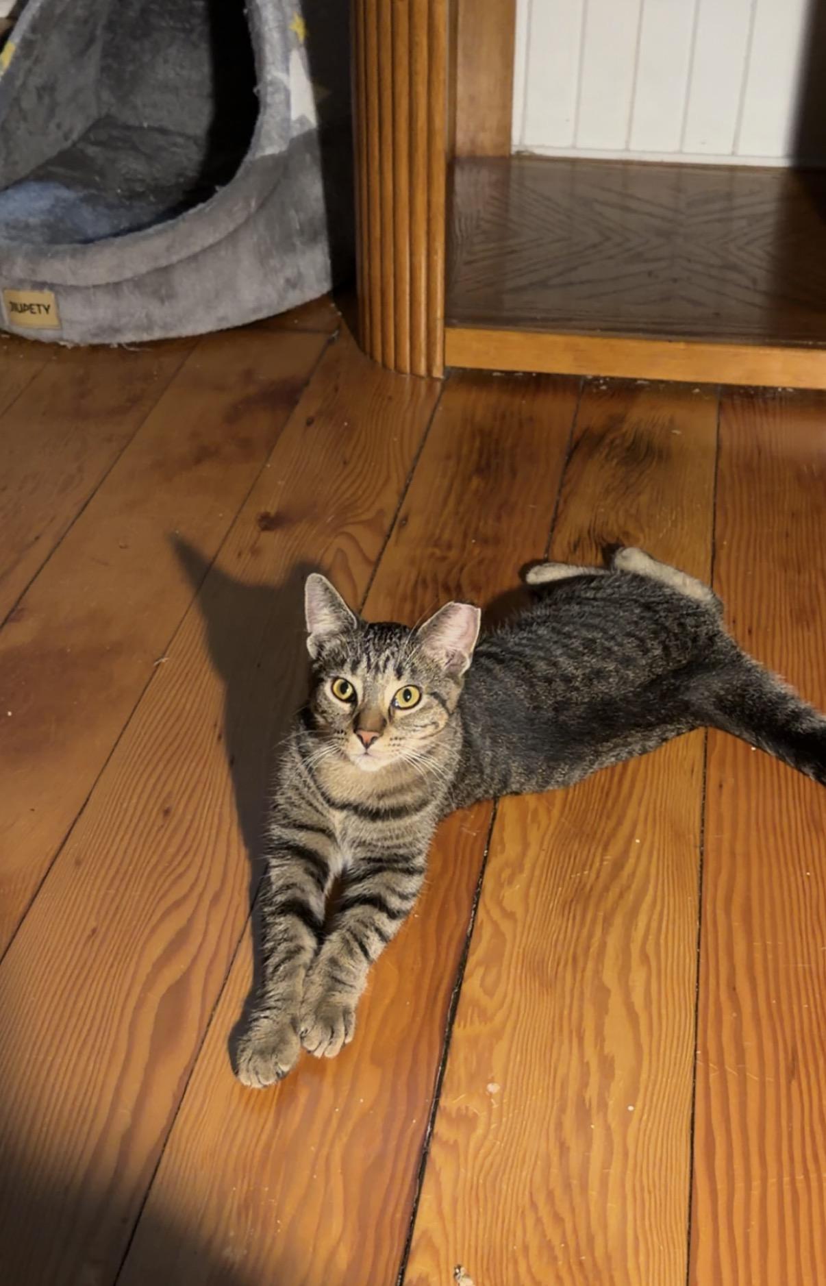 Enlarge Emma, a Adoptable Domestic Short Hair in Troy, MI image 5/5
