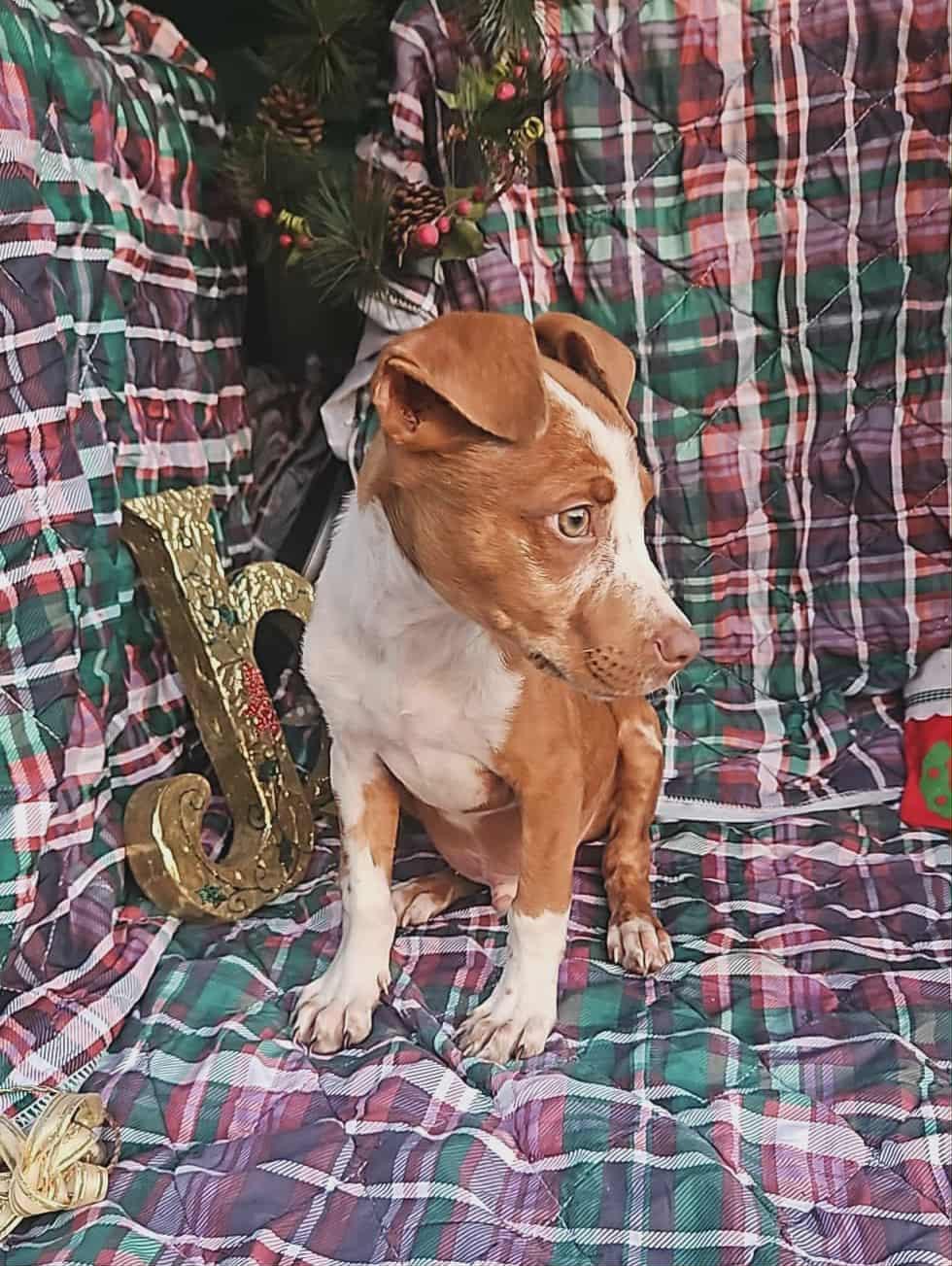 Indigo Trixie thumbnail 3