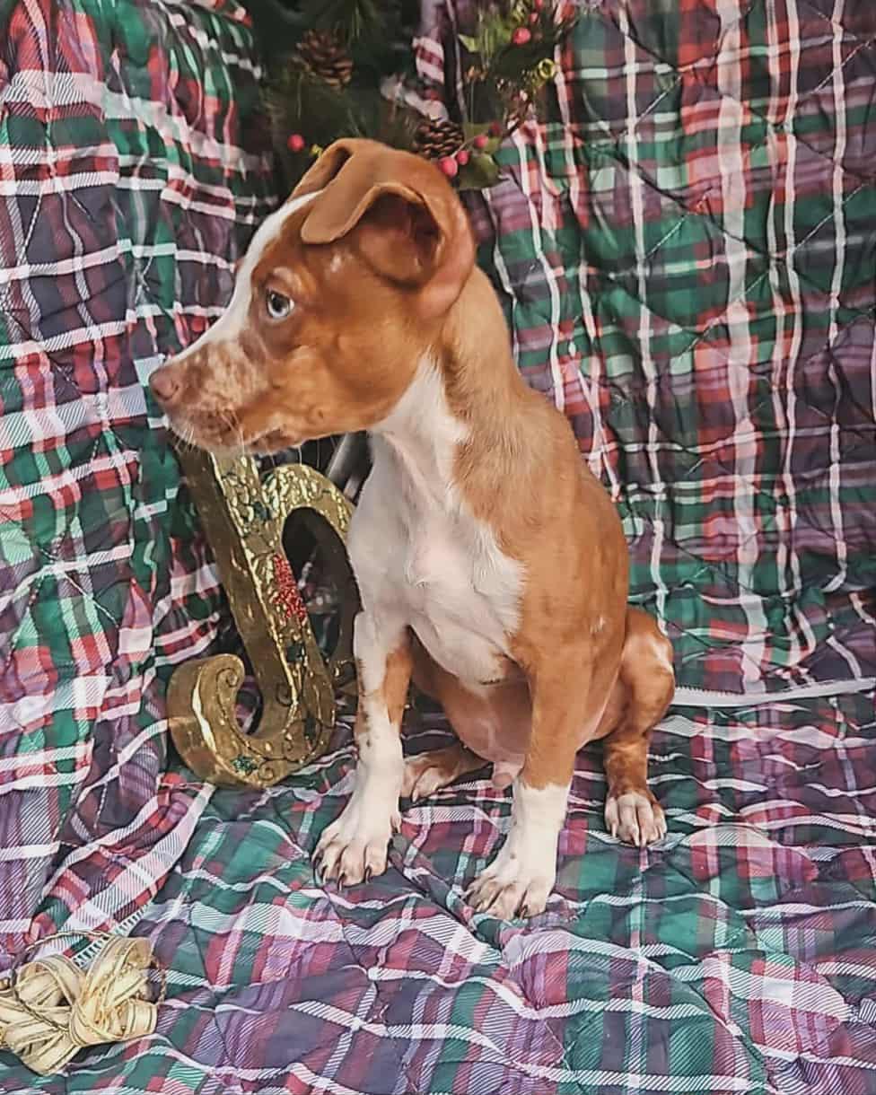 Indigo Trixie thumbnail 4