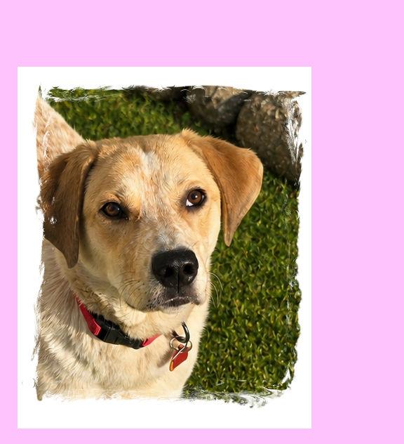 Chloe, Adoptable, Young Female Yellow Labrador Retriever.