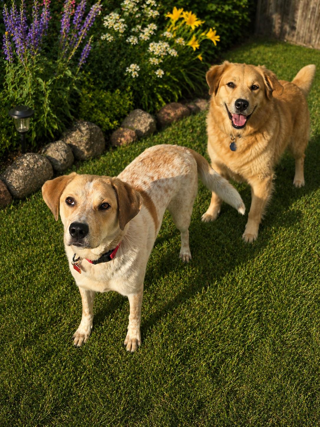 Enlarge Chloe, a Adoptable mixed breed in Lake Geneva, WI image 3/3