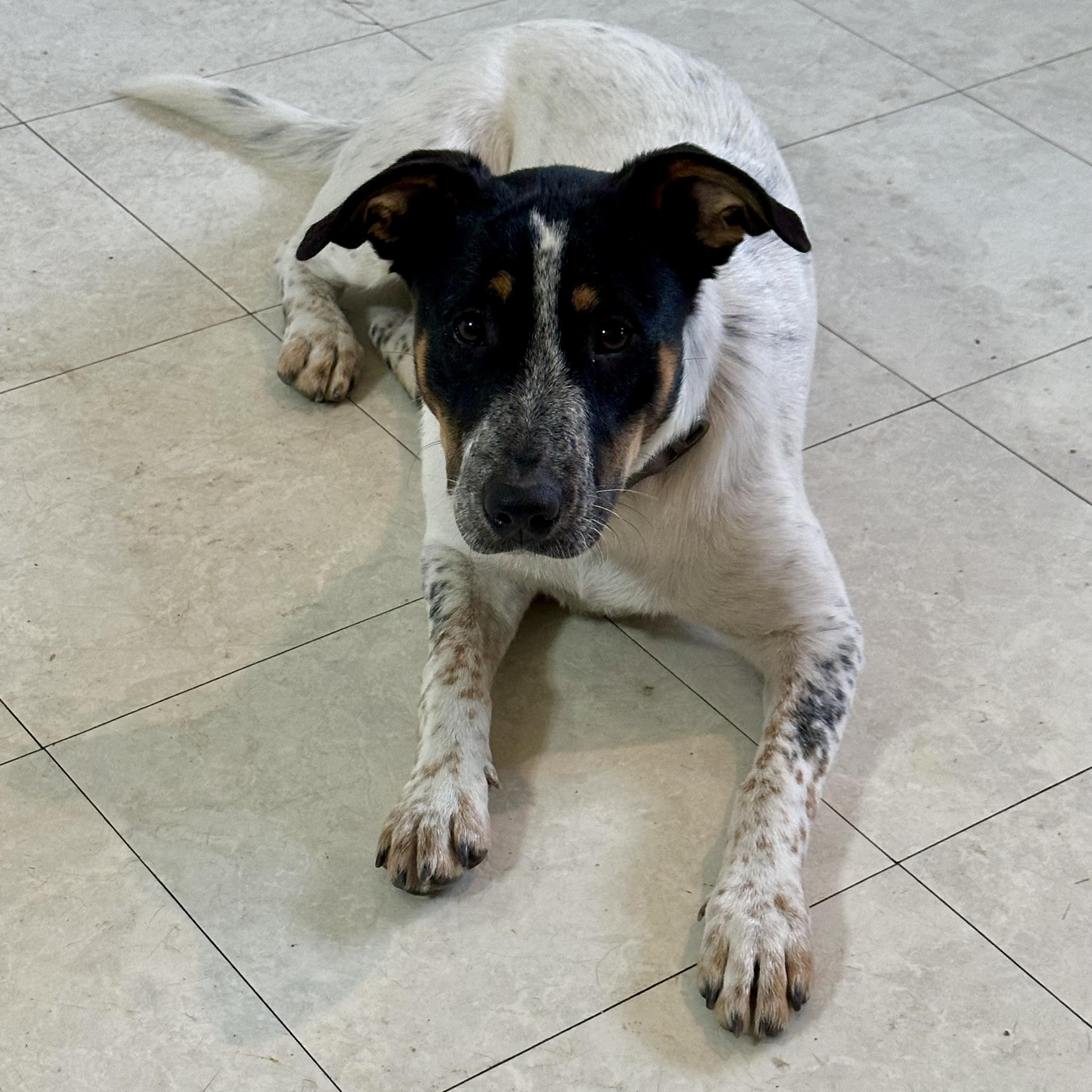 Oreo, a Adoptable mixed breed in Springfield, MA image 1/6