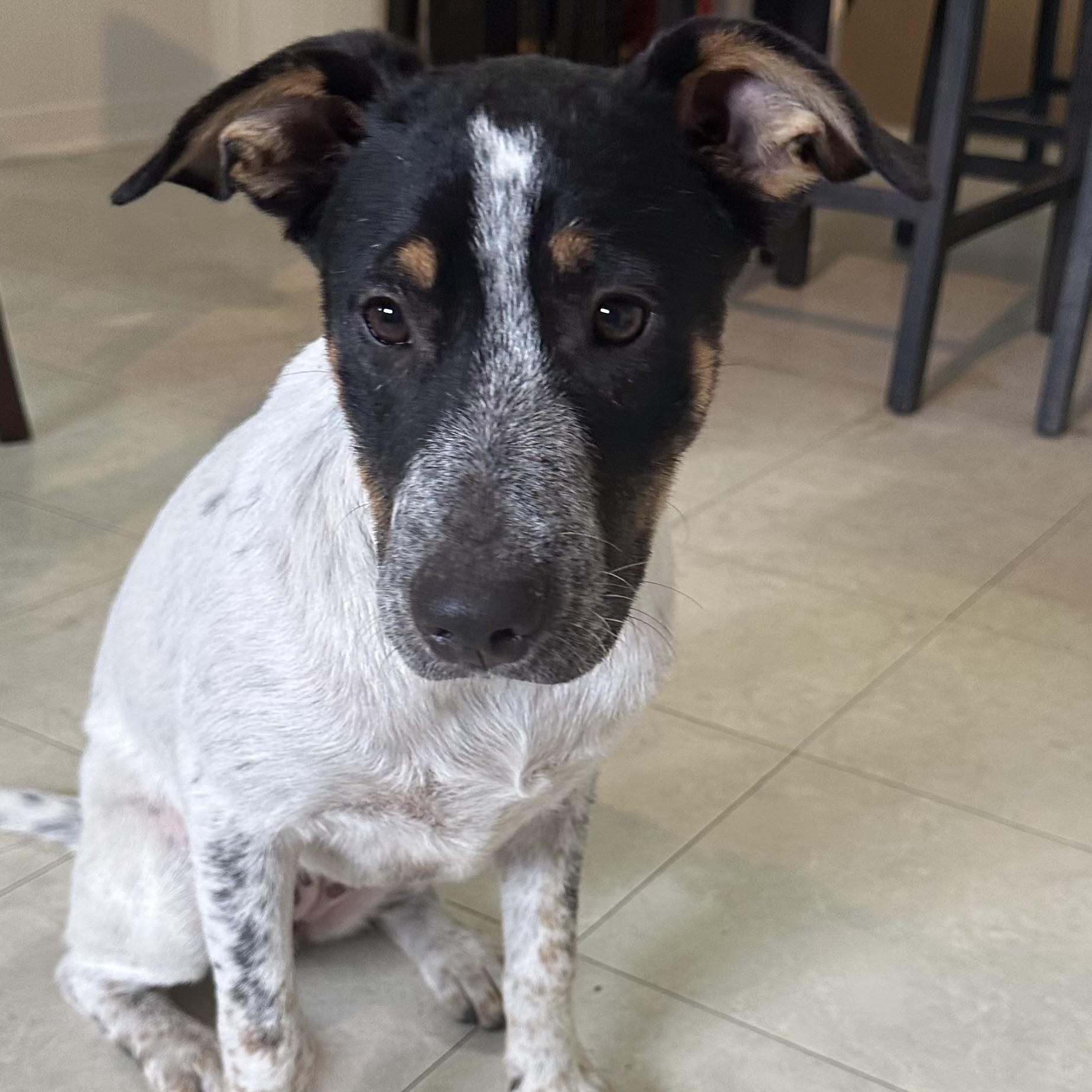 Oreo, a Adoptable mixed breed in Springfield, MA image 2/6
