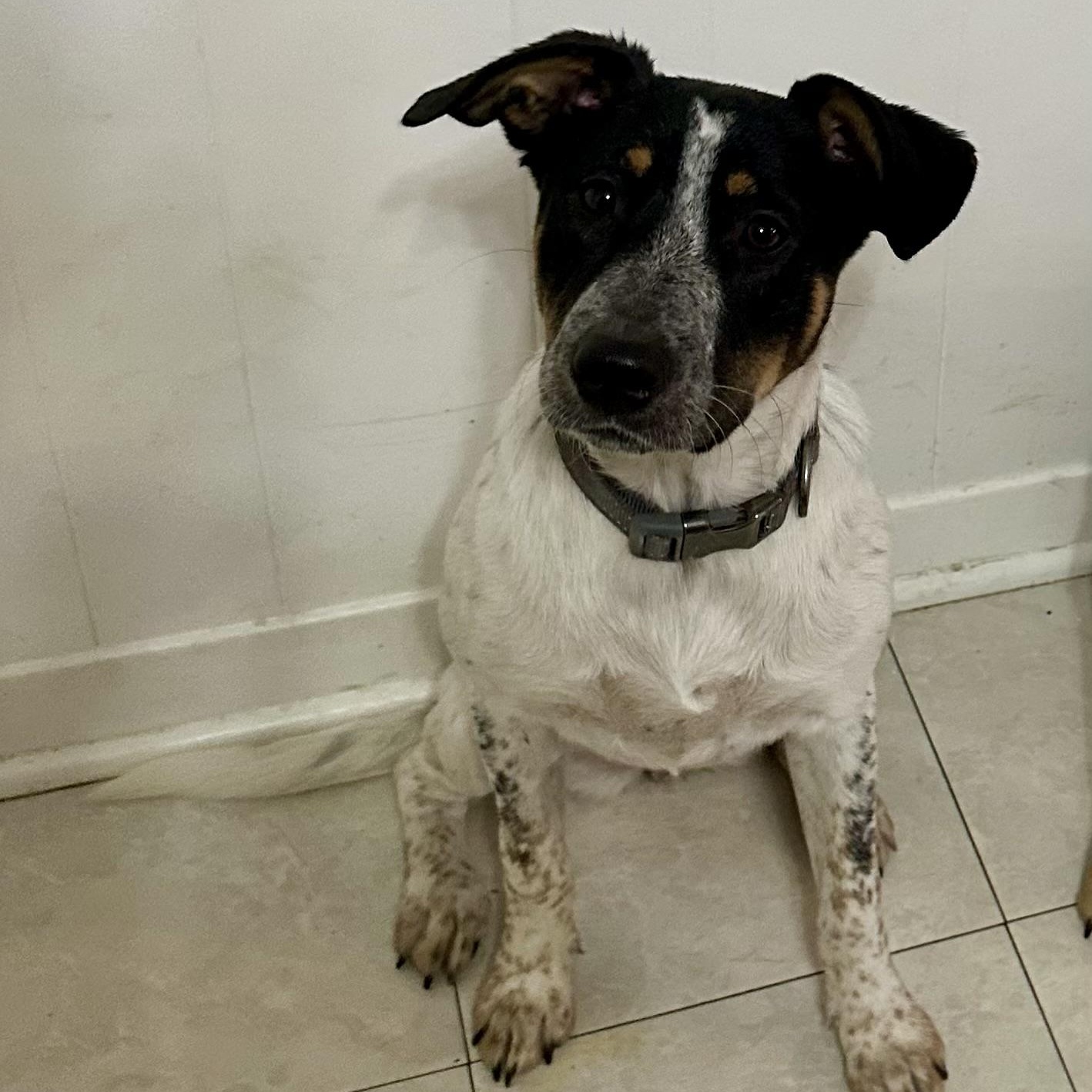 Oreo, a Adoptable mixed breed in Springfield, MA image 5/6