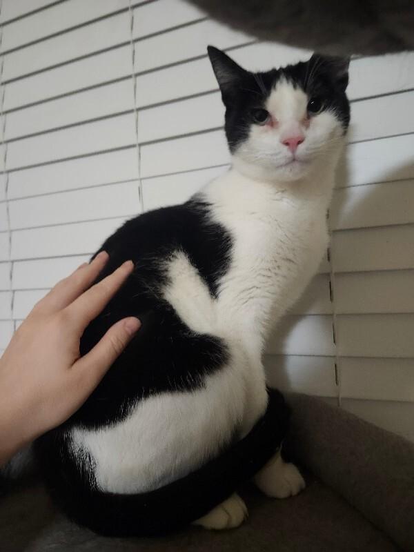Pumbaa, Adoptable, Adult Male Domestic Short Hair.