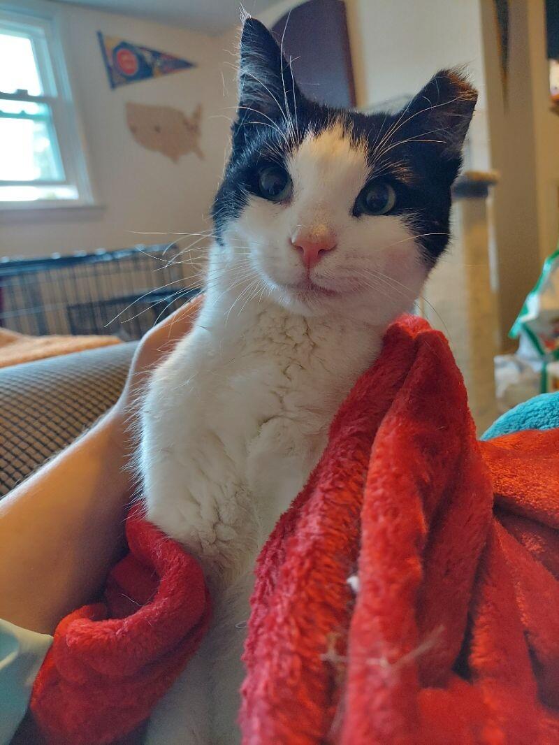 Enlarge Pumbaa, a Adoptable Domestic Short Hair in Colmar, PA image 2/6