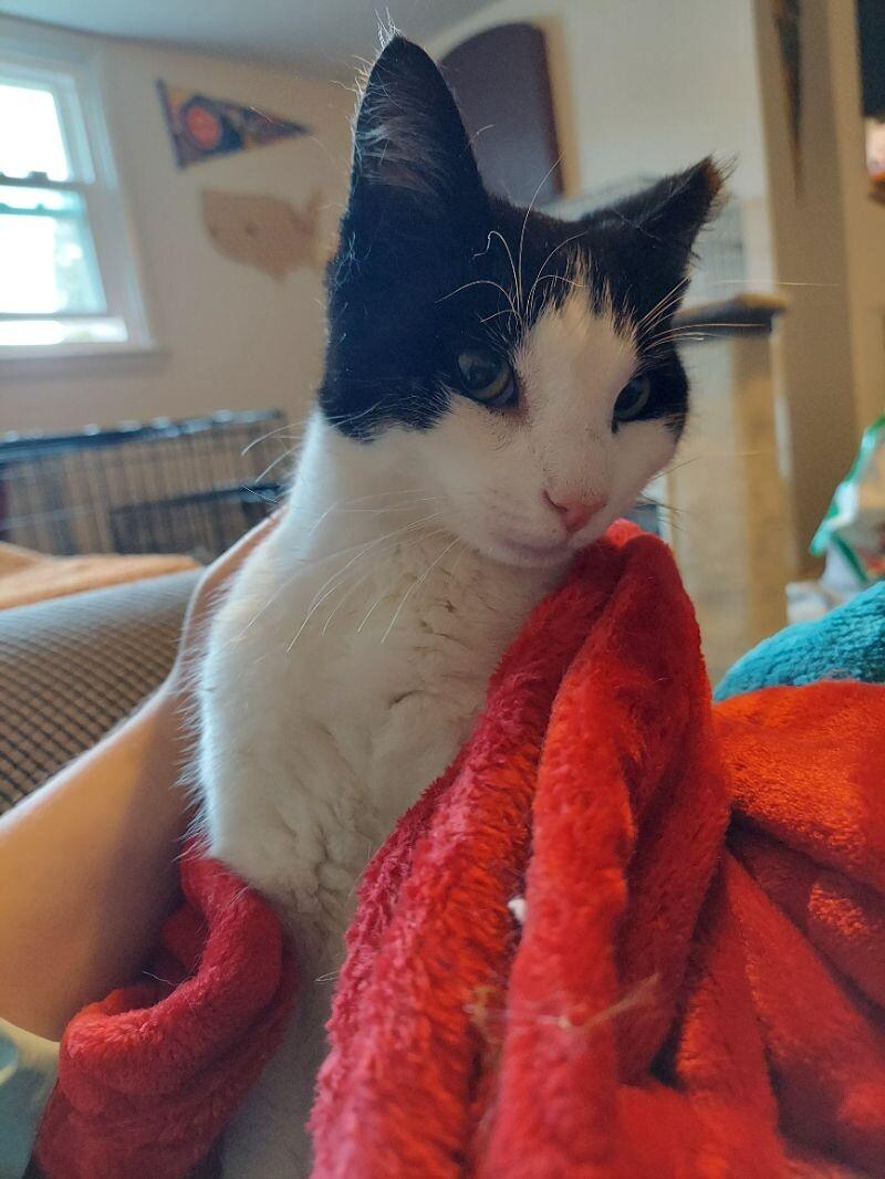 Enlarge Pumbaa, a Adoptable Domestic Short Hair in Colmar, PA image 6/6