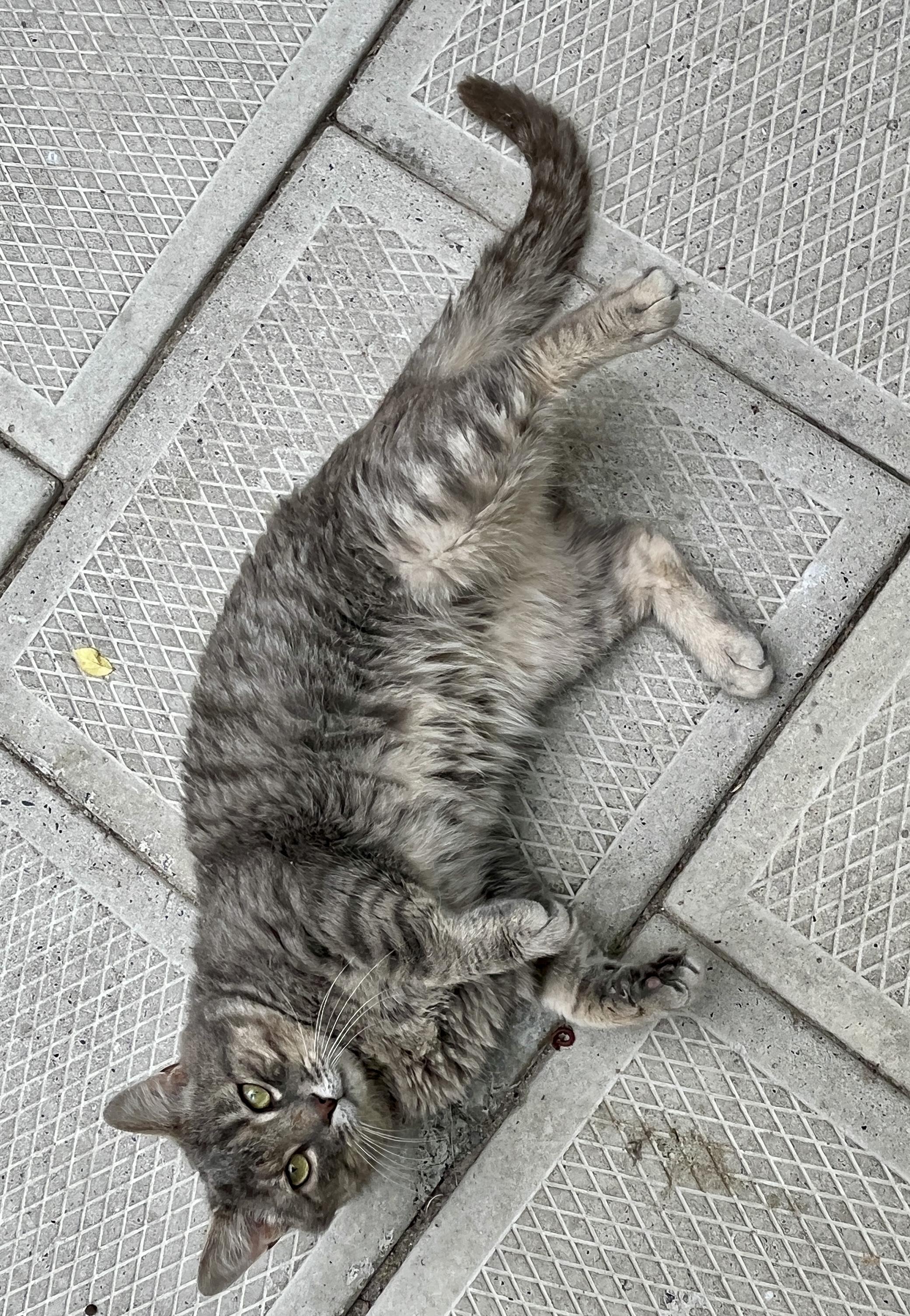 MAX (CR-SC), an adopted Domestic Short Hair in Sainte-Angele-de-Monnoir, QC image 4/6