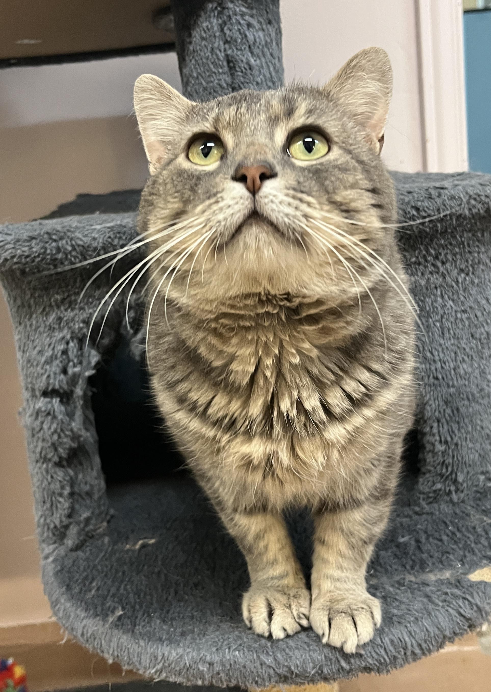 MAX (CR-SC), an adopted Domestic Short Hair in Sainte-Angele-de-Monnoir, QC image 3/6