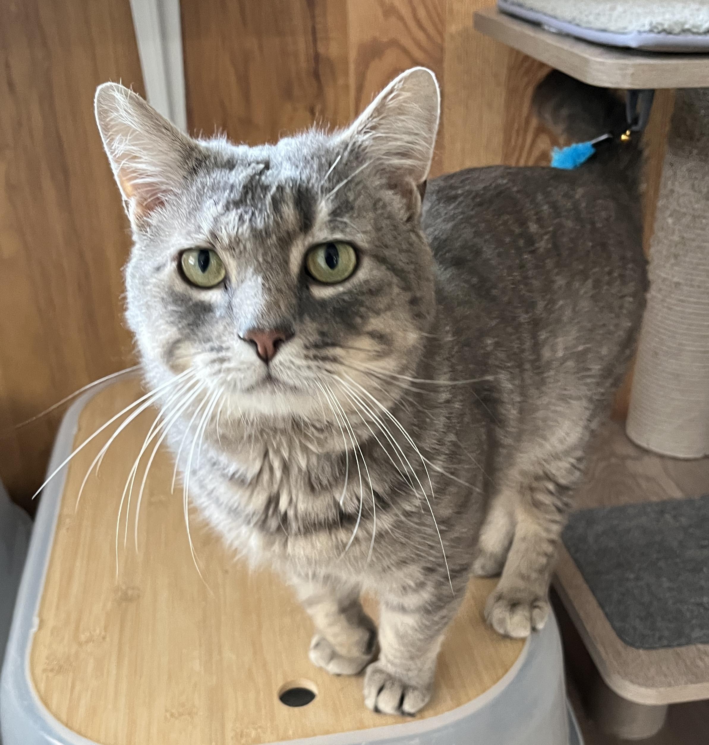 MAX (CR-SC), adopted, Adult Male Domestic Short Hair.