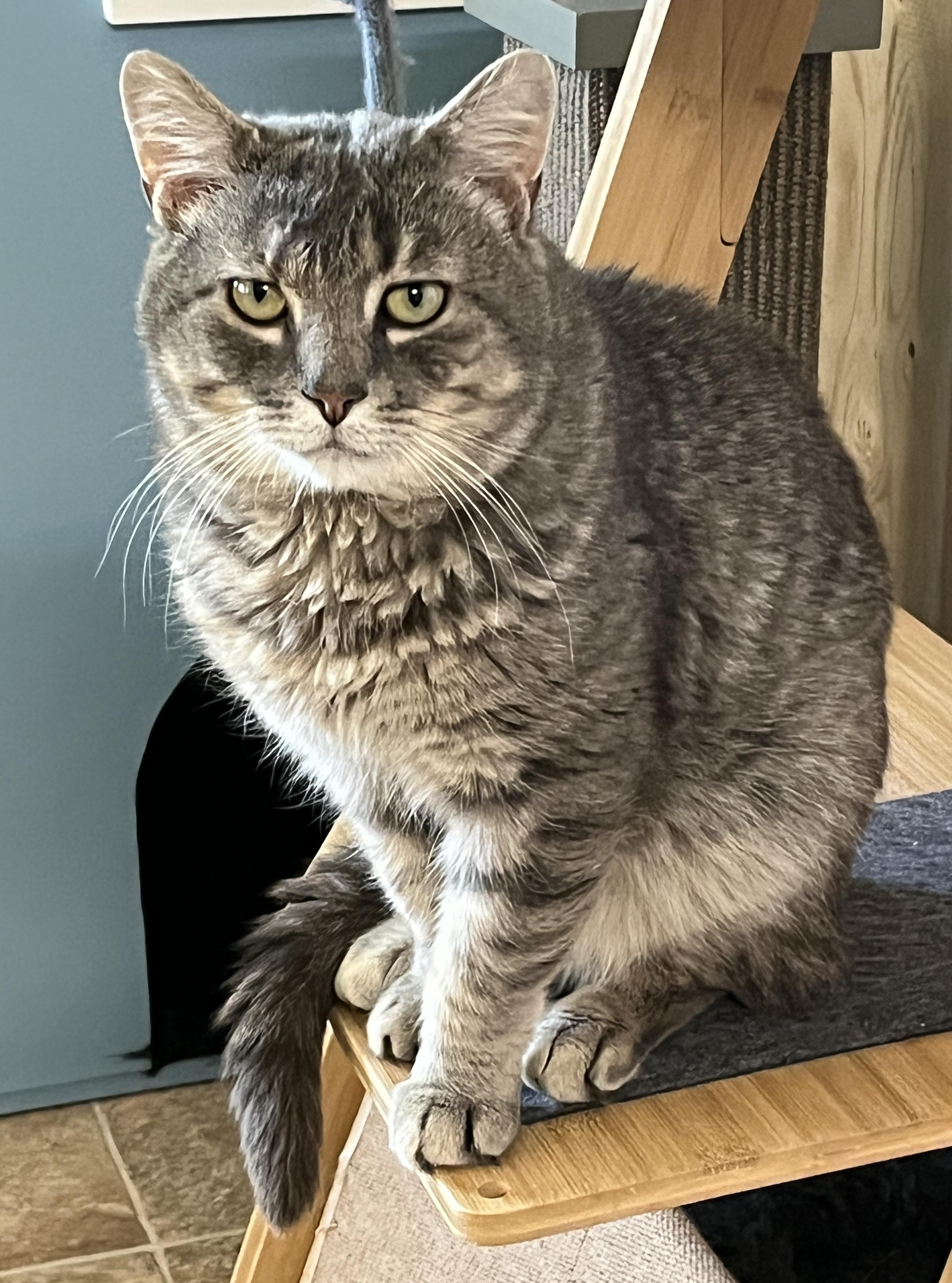 MAX (CR-SC), an adopted Domestic Short Hair in Sainte-Angele-de-Monnoir, QC image 5/6