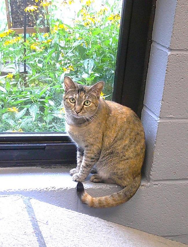 REMODEL, a ADOPTABLE Torbie in Pegram, TN image 1/3