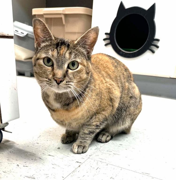 REMODEL, a ADOPTABLE Torbie in Pegram, TN image 2/3