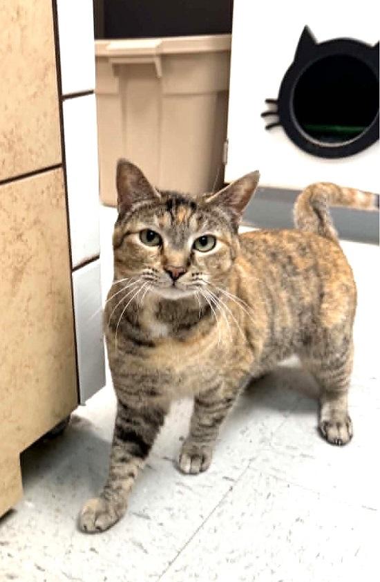 REMODEL, a ADOPTABLE Torbie in Pegram, TN image 3/3