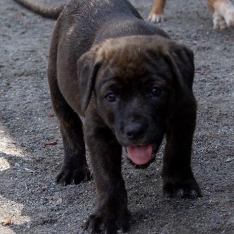 Boulder, a Adoptable Mixed Breed in Mocksville, NC image 2/6