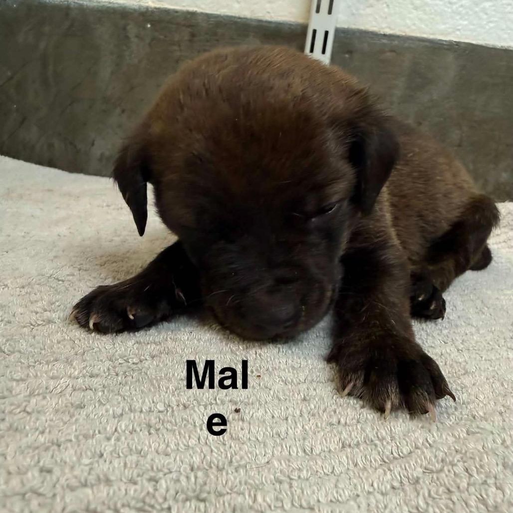Boulder, a Adoptable Mixed Breed in Mocksville, NC image 2/4