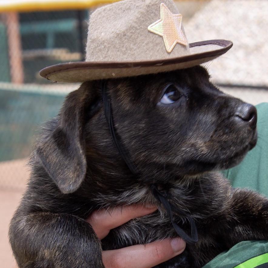 Boulder, a Adoptable Mixed Breed in Mocksville, NC image 4/6