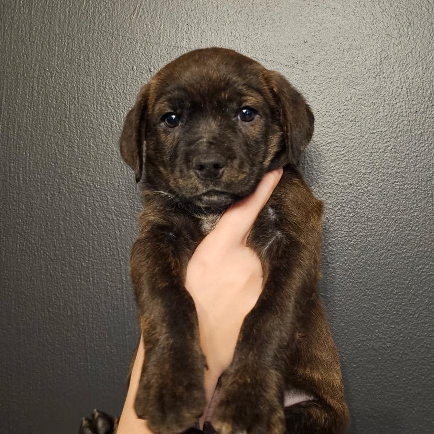 Boulder, a Adoptable Mixed Breed in Mocksville, NC image 3/4