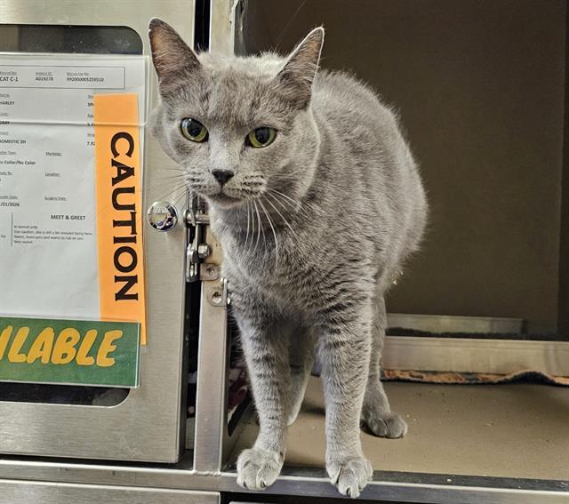 HARLEY, Adoptable, Adult Female Domestic Short Hair.