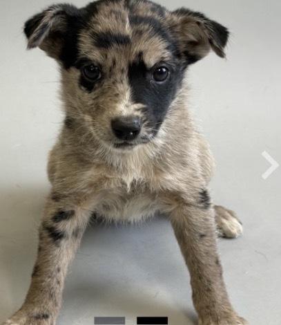 Enlarge Sina, a Adoptable mixed breed in Bronx, NY image 2/2