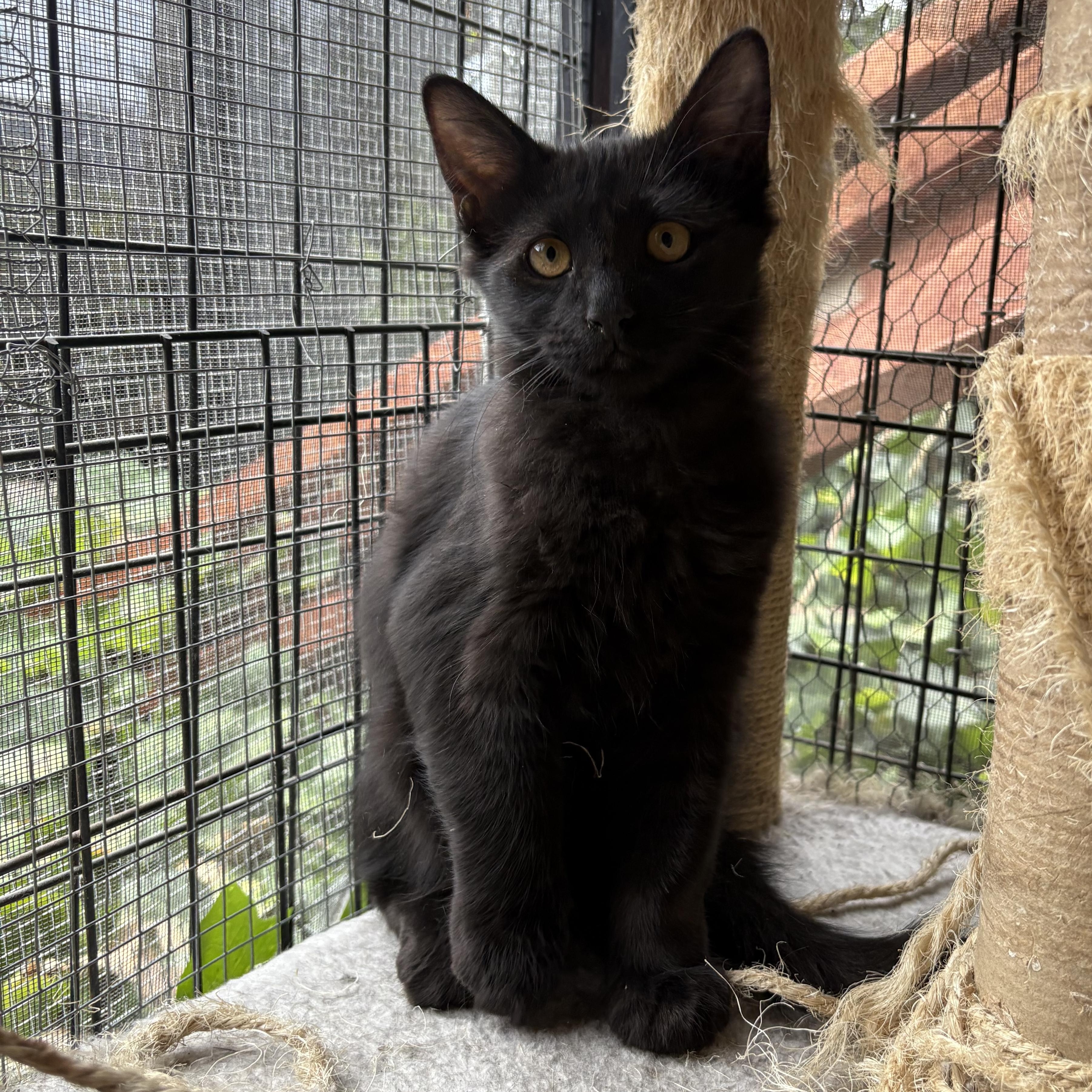 Kalamata, a Adoptable Domestic Medium Hair in La Canada, CA image 2/3