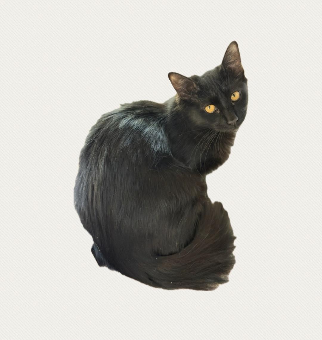 Enlarge Kalamata, a Adoptable Domestic Medium Hair in La Canada, CA image 2/5